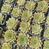 Echeveria 'Red Rose'