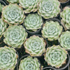 Echeveria Gilo x Raindrops (aka. Heart Choices)(Bump leaves)