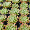 Echeveria Longissima x Raindrops