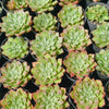 Echeveria Longissima x Raindrops