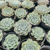 Echeveria Gilo x Raindrops (aka. Heart Choices)(Bump leaves)