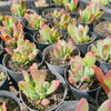 [PACK of 10 PLANTS] x Kalanchoe oricula 'USZY FIONY'