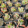 [PACK of 10 PLANTS] x Kalanchoe oricula 'USZY FIONY'