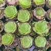 Aeonium 'Magic Forest'