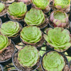 Aeonium 'Magic Forest'
