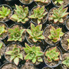 Echeveria agavoides 'Ike Soul'