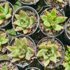 Echeveria agavoides 'Ike Soul'