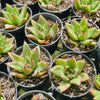 Echeveria agavoides 'Ike Soul'