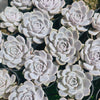 Echeveria Tynie Burger