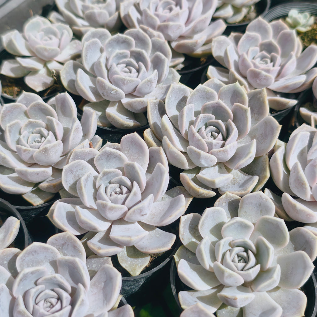 Echeveria Tynie Burger