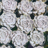 Echeveria Tynie Burger