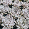 Echeveria Tynie Burger