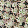 Echeveria Hanaikada Mosaic Silk Variegated
