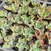 Echeveria 'Dick's Pink' (young plant)