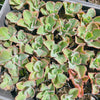 Echeveria 'Dick's Pink' (young plant)