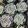 Echeveria Blue Surprise Variegated