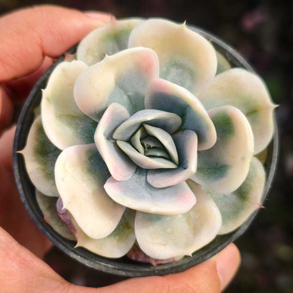 blue surprise succulent Echeveria Blue Surprise Variegated – LET LOVE GROW (Succulent & Cactus)