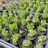 Crassula ovata ‘Gollum’ variegated