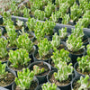 Crassula ovata ‘Gollum’ variegated