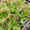 Aeonium 'Marnier Lapostolle‘