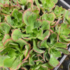 Aeonium 'Marnier Lapostolle‘
