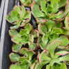 Aeonium 'Marnier Lapostolle‘