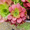 Aeonium 'Color World'