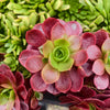 Aeonium 'Color World'