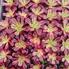 Aeonium 'Medusa'