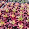 Aeonium 'Medusa'