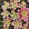 Aeonium 'Pink Witch'