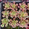 Aeonium 'Pink Witch'