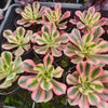 Aeonium 'Pink Witch'