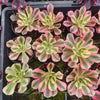 Aeonium 'Pink Witch'