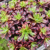 Aeonium 'Superbang'