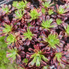Aeonium 'Superbang'