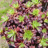 Aeonium 'Superbang'