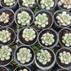 Graptoveria amethorum