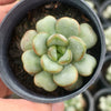 Graptoveria amethorum