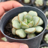 Graptoveria amethorum
