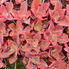 Echeveria 'Pappy's Rose'