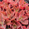 Echeveria 'Pappy's Rose'
