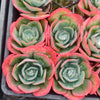 Echeveria 'Capri'