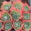 Echeveria 'Capri'