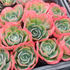 Echeveria 'Capri'