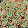 Echeveria luella