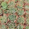 Echeveria luella