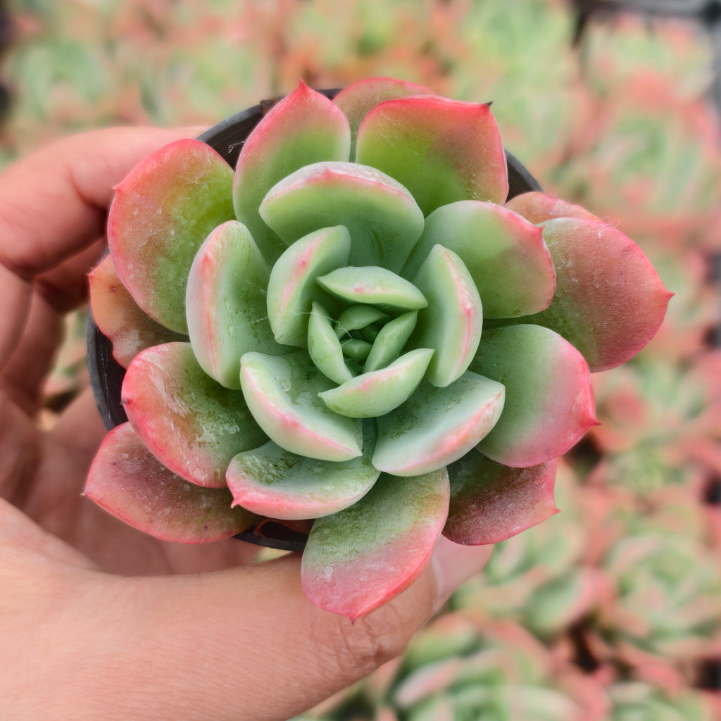 Echeveria luella