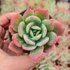 Echeveria luella