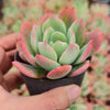 Echeveria luella